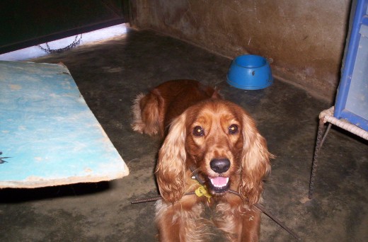 coqui